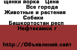 щенки йорка › Цена ­ 15 000 - Все города Животные и растения » Собаки   . Башкортостан респ.,Нефтекамск г.